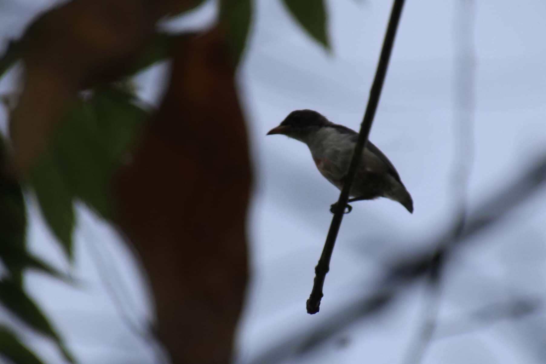 Red-keeled Flowerpecker (Dicaeum australe), photo 6