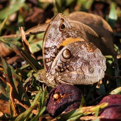 Opsiphanes invirae