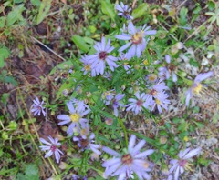 Symphyotrichum robynsianum