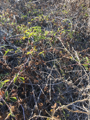 Rubus ursinus macropetalus