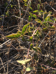 Rubus ursinus macropetalus