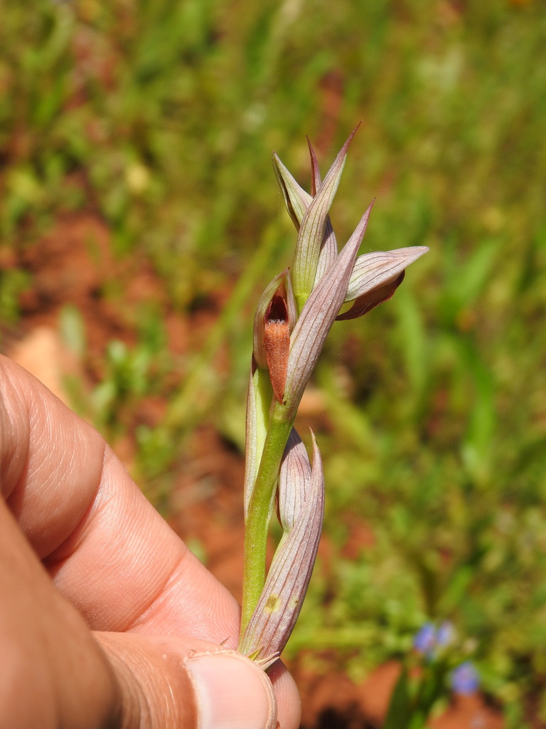 Serapias parviflora