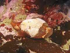 Antarctic Spiny Plunderfish photo 1