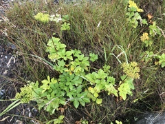 Ligusticum scothicum scothicum