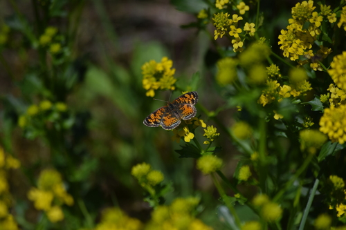 Pearl Crescent photographed in Ohio