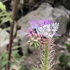 Burnsius communis