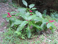 Phytolacca japonica