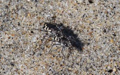 Cicindela latesignata