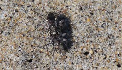 Cicindela latesignata