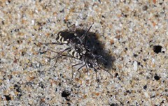 Cicindela latesignata