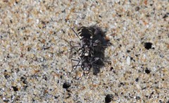 Cicindela latesignata