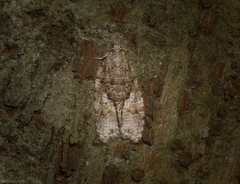 Polylopha epidesma