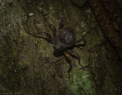 Onidistus araneus