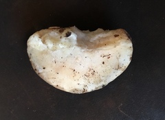 Tyromyces fumidiceps