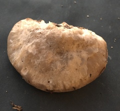 Tyromyces fumidiceps