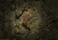 Caloptilia eurycnema