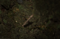 Caloptilia eurycnema