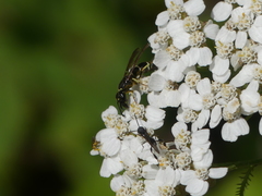 Ancistrocerus albolacteus