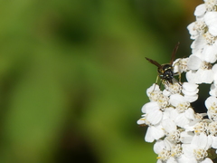Ancistrocerus albolacteus