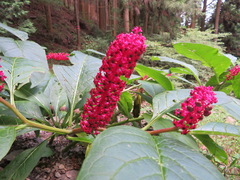 Phytolacca japonica