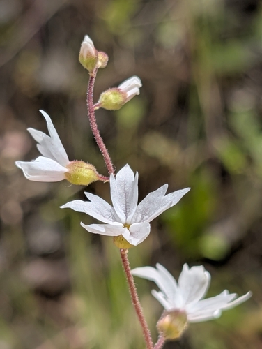 Image of Lithophragma affine by (c) Jason Schock, some rights reserved (CC BY)