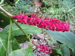 Phytolacca japonica