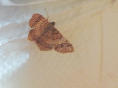 Lepidoptera
