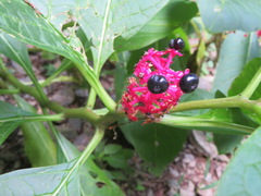 Phytolacca japonica