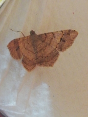 Lepidoptera