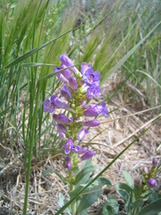 Penstemon pachyphyllus