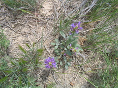Penstemon pachyphyllus