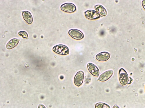 Hebeloma excedens (Photo 2 of 4)