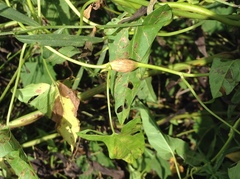 Neolasioptera convolvuli