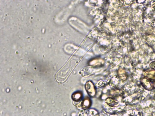 Hebeloma excedens (Photo 3 of 4)