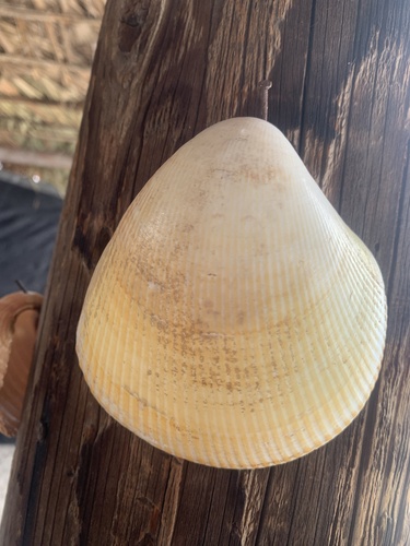 Laevicardium elatum observed 2025-04-27