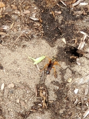 Sphex ichneumoneus