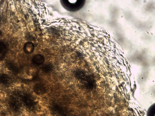 Hebeloma excedens (Photo 4 of 4)