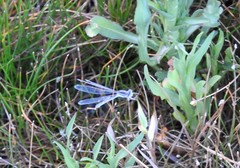 Lestes alacer