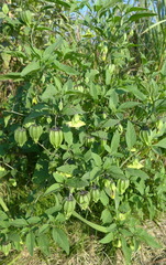 Physalis longifolia subglabrata