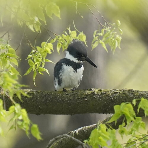 Belted Kingfisher photographed in Illinois
