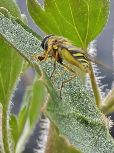 Unknown species found near Boise, ID 83706, USA