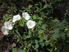 Calystegia occidentalis