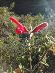 Salvia oaxacana