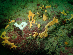 Didemnum carnulentum