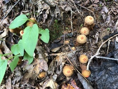 Calostoma ravenelii ravenelii