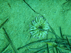 Condylactis aurantiaca