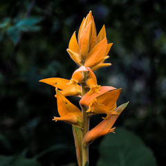 Dichromanthus aurantiacus