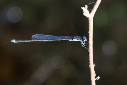 Blackwater Bluet photo 2