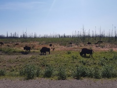 Bison bison athabascae