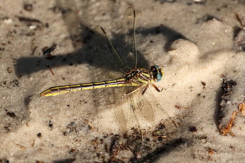 Cypress Clubtail photo 4